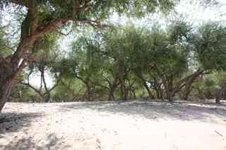 Chaf,Jand,kandi,Banni,Gandasein,vanni,jammi,پادشاه صحرا 